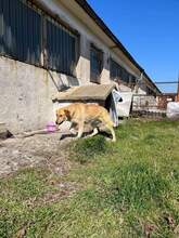 BEBA, Hund, Mischlingshund in Bulgarien - Bild 18