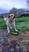 BEBA, Hund, Mischlingshund in Bulgarien - Bild 21