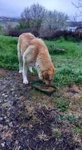 BEBA, Hund, Mischlingshund in Bulgarien - Bild 23