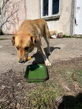 BEBA, Hund, Mischlingshund in Bulgarien - Bild 24