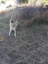 BEBA, Hund, Mischlingshund in Bulgarien - Bild 26