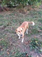 BEBA, Hund, Mischlingshund in Bulgarien - Bild 27
