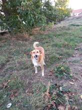 BEBA, Hund, Mischlingshund in Bulgarien - Bild 28