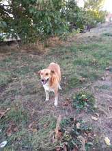 BEBA, Hund, Mischlingshund in Bulgarien - Bild 29