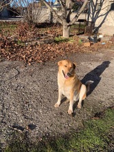 BEBA, Hund, Mischlingshund in Bulgarien - Bild 3