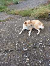 BEBA, Hund, Mischlingshund in Bulgarien - Bild 6