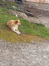 BEBA, Hund, Mischlingshund in Bulgarien - Bild 8