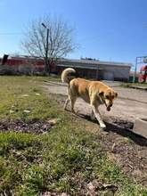 BEBA, Hund, Mischlingshund in Bulgarien - Bild 9