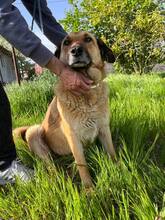 MAMY, Hund, Mischlingshund in Bulgarien - Bild 1