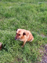 MAMY, Hund, Mischlingshund in Bulgarien - Bild 10