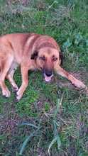 MAMY, Hund, Mischlingshund in Bulgarien - Bild 12