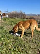 MAMY, Hund, Mischlingshund in Bulgarien - Bild 14