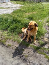 MAMY, Hund, Mischlingshund in Bulgarien - Bild 15
