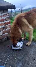 MAMY, Hund, Mischlingshund in Bulgarien - Bild 17
