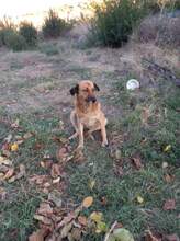 MAMY, Hund, Mischlingshund in Bulgarien - Bild 19