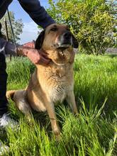 MAMY, Hund, Mischlingshund in Bulgarien - Bild 2