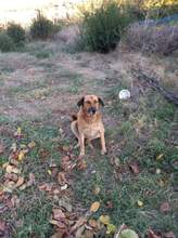 MAMY, Hund, Mischlingshund in Bulgarien - Bild 20