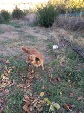 MAMY, Hund, Mischlingshund in Bulgarien - Bild 21