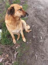 MAMY, Hund, Mischlingshund in Bulgarien - Bild 4