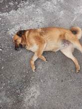MAMY, Hund, Mischlingshund in Bulgarien - Bild 5