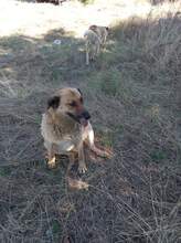 MAMY, Hund, Mischlingshund in Bulgarien - Bild 7