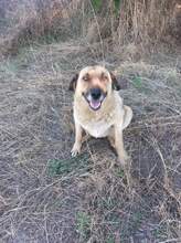 MAMY, Hund, Mischlingshund in Bulgarien - Bild 8
