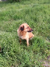 MAMY, Hund, Mischlingshund in Bulgarien - Bild 9