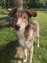 HOPE, Hund, Mischlingshund in Wallerstein - Bild 2