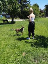 HOPE, Hund, Mischlingshund in Wallerstein - Bild 3