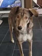 HOPE, Hund, Mischlingshund in Wallerstein - Bild 4