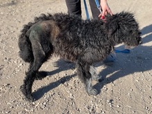 PEDRO, Hund, Mischlingshund in Ungarn - Bild 1