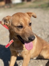 ROBI, Hund, Mischlingshund in Ungarn - Bild 3