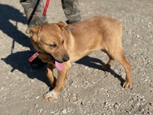 ROBI, Hund, Mischlingshund in Ungarn - Bild 4