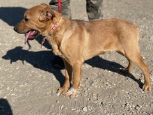 ROBI, Hund, Mischlingshund in Ungarn - Bild 6