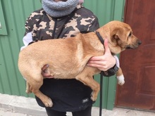 ROBI, Hund, Mischlingshund in Ungarn - Bild 8