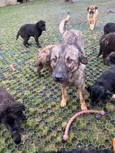 VITO, Hund, Mischlingshund in Rumänien - Bild 4