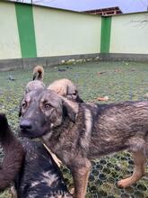 VITO, Hund, Mischlingshund in Rumänien - Bild 5