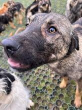 VITO, Hund, Mischlingshund in Rumänien - Bild 6