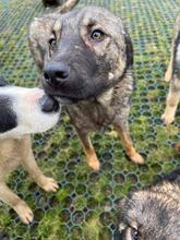 VITO, Hund, Mischlingshund in Rumänien - Bild 7