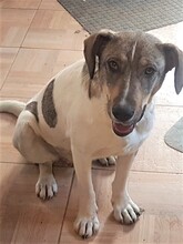 BONNIE, Hund, Mischlingshund in Rumänien - Bild 1