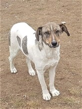 BONNIE, Hund, Mischlingshund in Rumänien - Bild 10