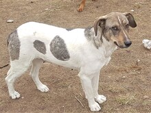 BONNIE, Hund, Mischlingshund in Rumänien - Bild 11