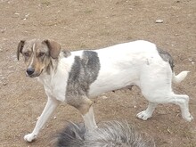 BONNIE, Hund, Mischlingshund in Rumänien - Bild 12