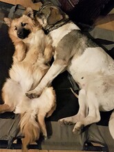 BONNIE, Hund, Mischlingshund in Rumänien - Bild 13