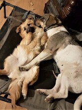 BONNIE, Hund, Mischlingshund in Rumänien - Bild 14