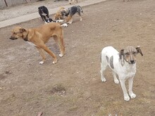 BONNIE, Hund, Mischlingshund in Rumänien - Bild 15