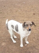 BONNIE, Hund, Mischlingshund in Rumänien - Bild 17