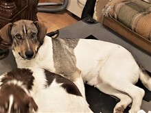 BONNIE, Hund, Mischlingshund in Rumänien - Bild 18
