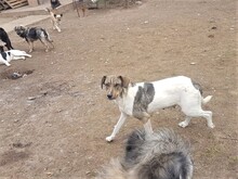 BONNIE, Hund, Mischlingshund in Rumänien - Bild 19