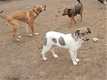 BONNIE, Hund, Mischlingshund in Rumänien - Bild 20